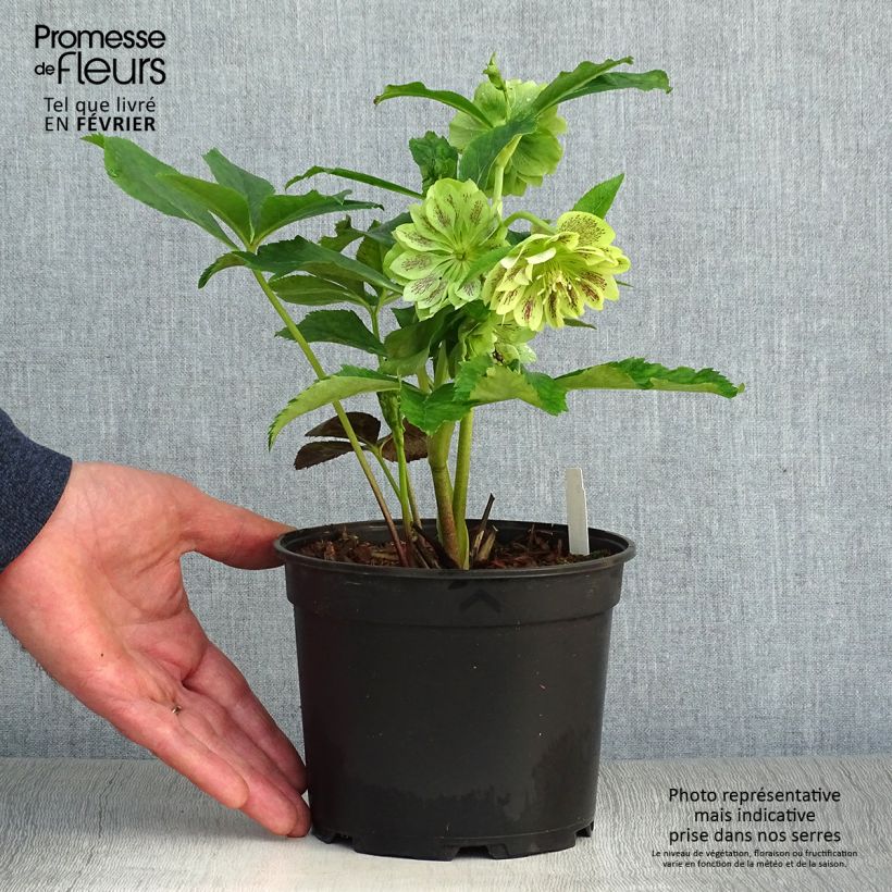 Hellébore orientale Double Verte guttatus Pot de 2L/3L esemplare consegnato in inverno