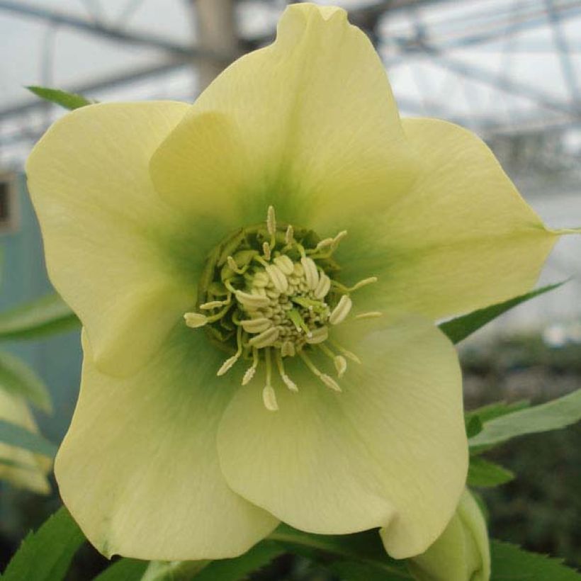 Helleborus Yellow - Elleboro (Fioritura)