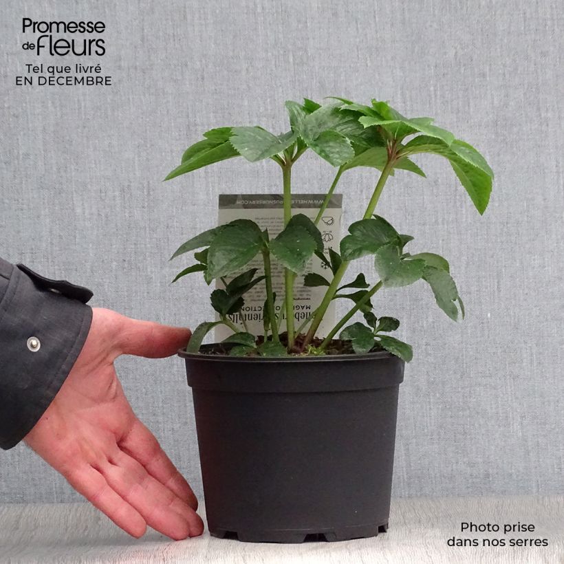 Hellébore orientale Magic Abricot guttatus Pot de 2L/3L esemplare consegnato in inverno