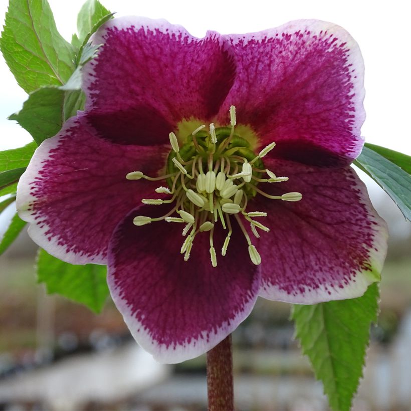 Helleborus Magic Aubergine Liseré - Elleboro (Fioritura)