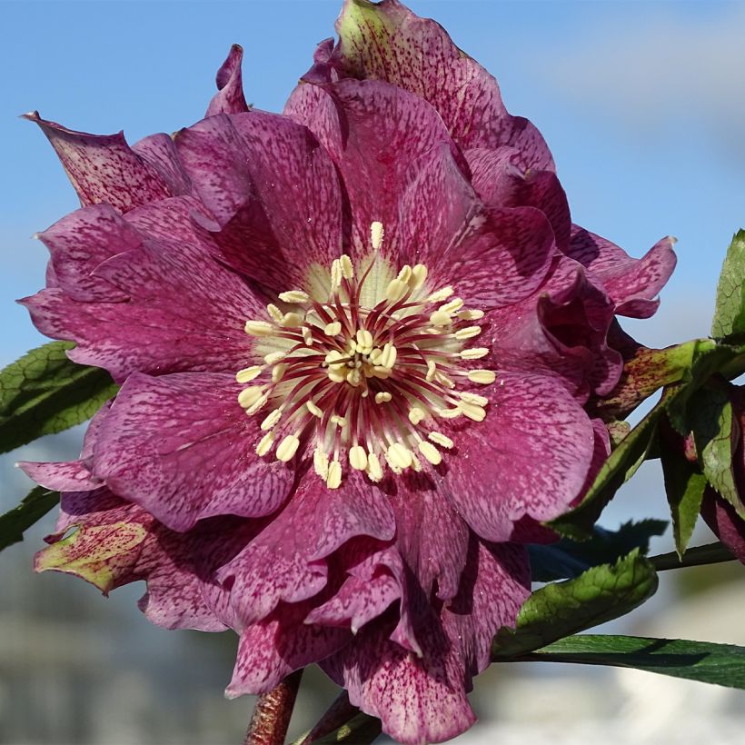 Helleborus Magic Double Red - Elleboro (Fioritura)