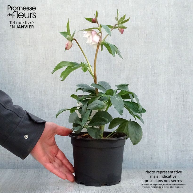 Hellebore orientale Magic Double rose Pot de 2L/3L esemplare consegnato in inverno