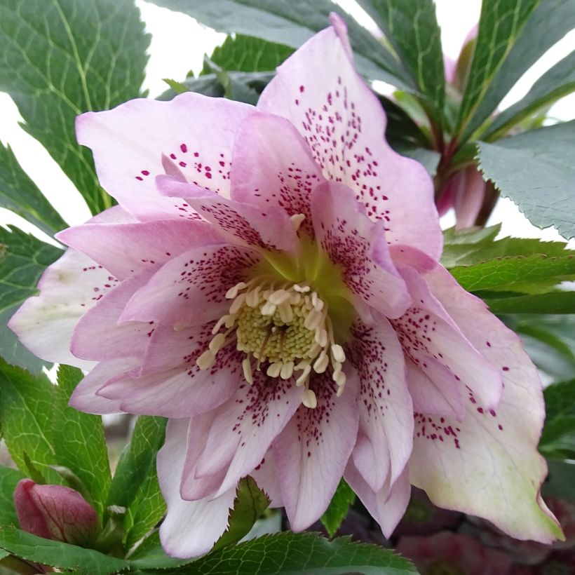 Helleborus Magic Double Rose - Elleboro (Fioritura)