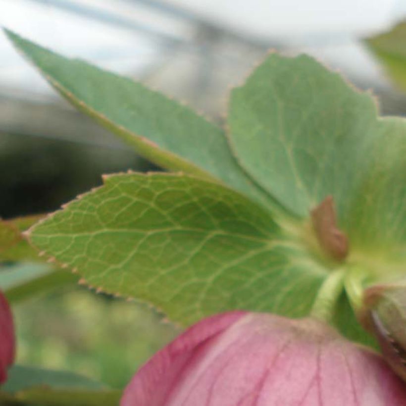 Helleborus Pink - Elleboro (Fogliame)