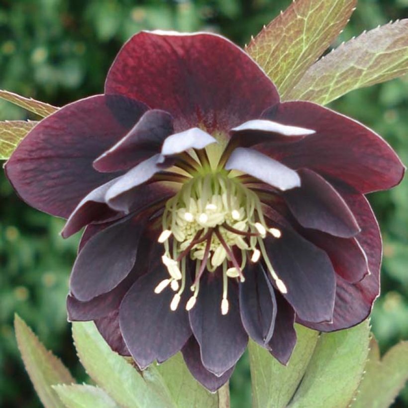 Helleborus Double Black - Elleboro (Fioritura)