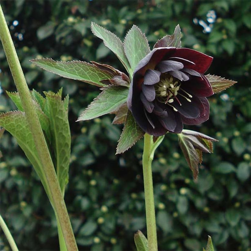 Helleborus Double Black - Elleboro (Porto)