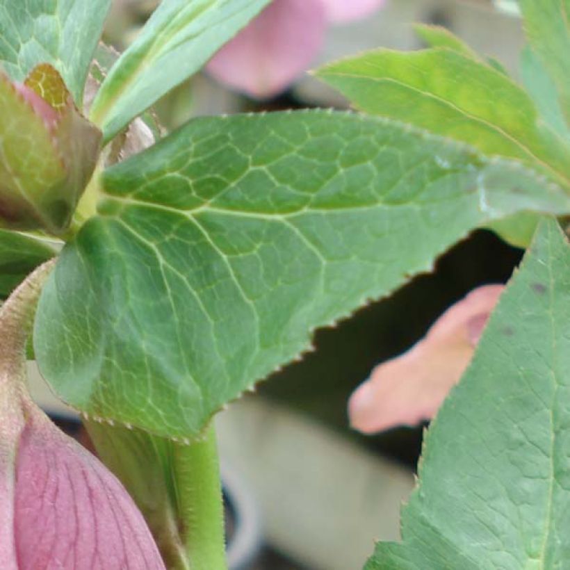 Helleborus Pink Spotted - Elleboro (Fogliame)