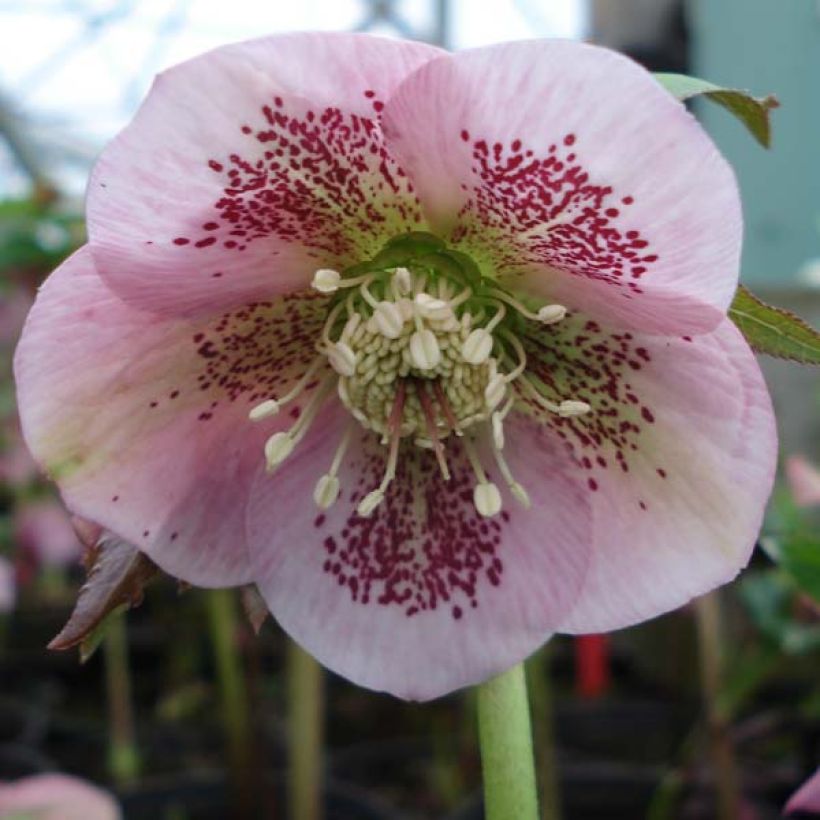 Helleborus Pink Spotted - Elleboro (Fioritura)