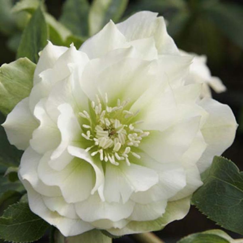 Helleborus Double White - Elleboro (Fioritura)