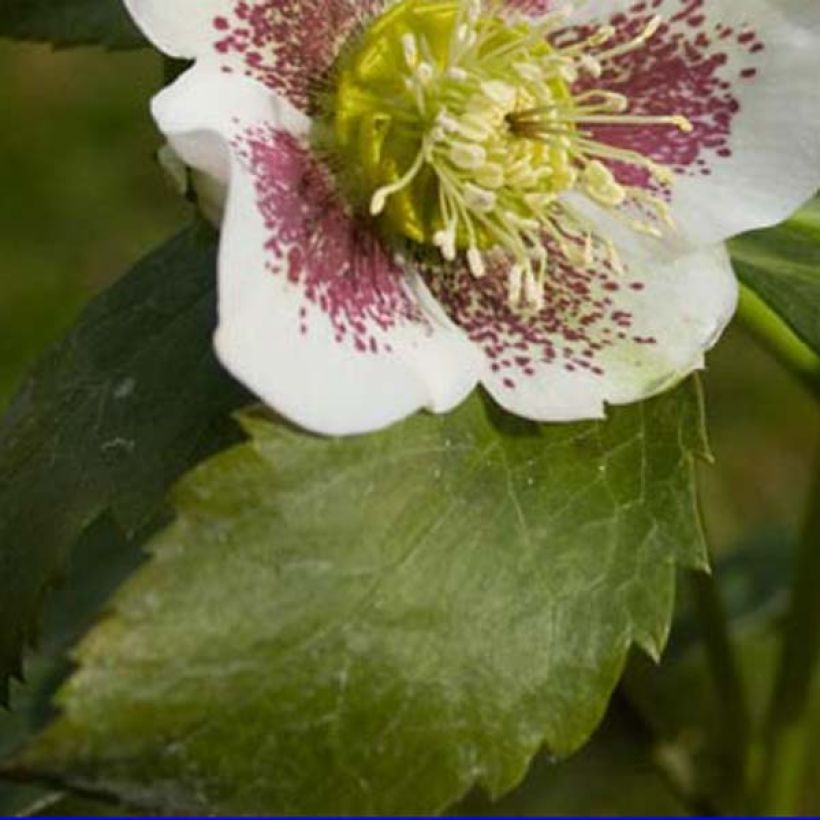 Helleborus White guttatus - Elleboro (Fogliame)