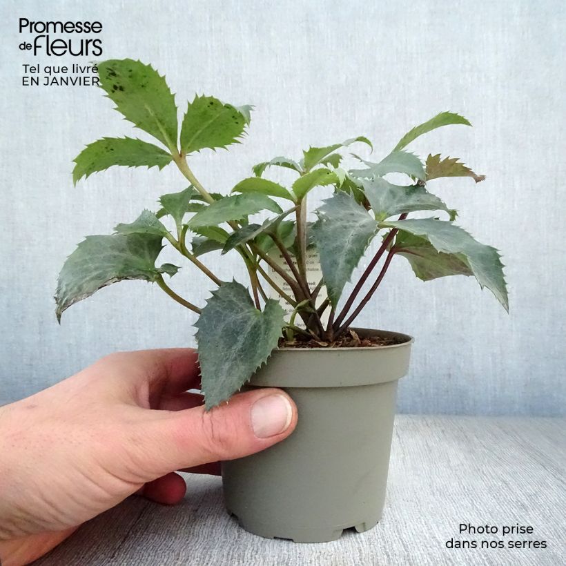 Hellébore sternii Grey Star - Pot de 12cm esemplare consegnato in inverno