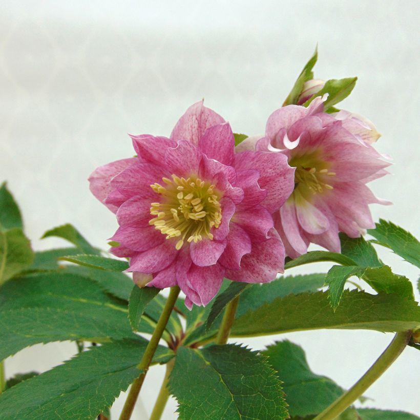 Helleborus torquatus Party Dress Hybriden - Elloboro (Fioritura)