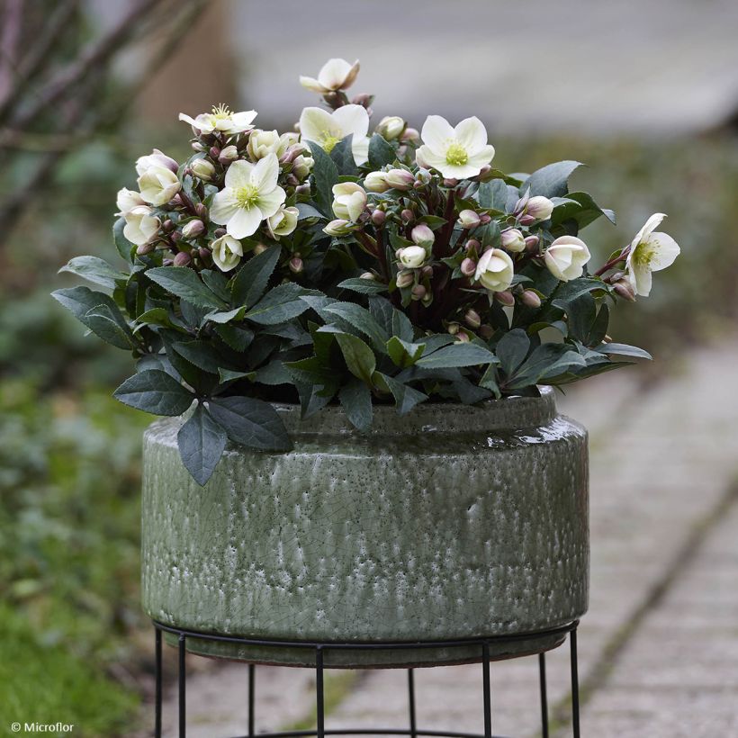 Helleborus ViV Olivia - Elleboro (Porto)