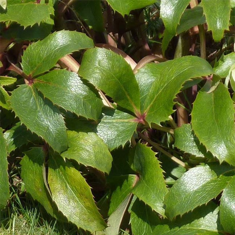 Helleborus argutifolius - Elleboro di Corsica (Fogliame)