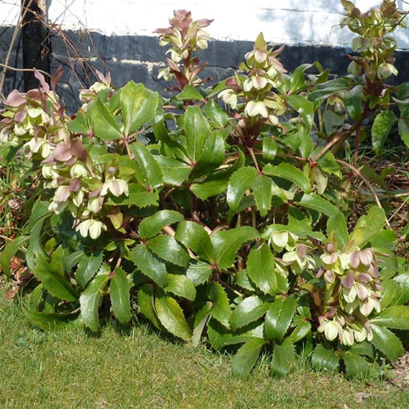 Helleborus argutifolius - Elleboro di Corsica (Porto)