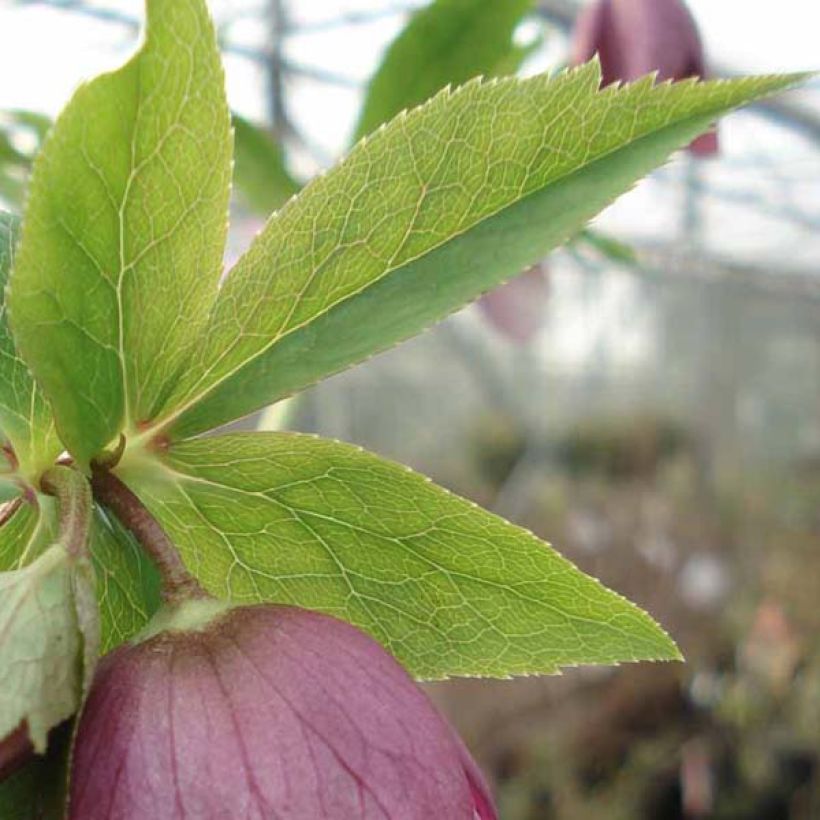 Helleborus Pink Green Centre - Elleboro (Fogliame)