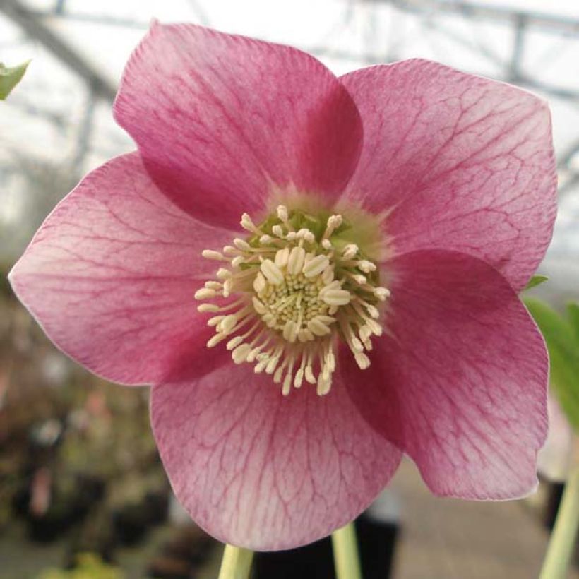 Helleborus Pink Green Centre - Elleboro (Fioritura)