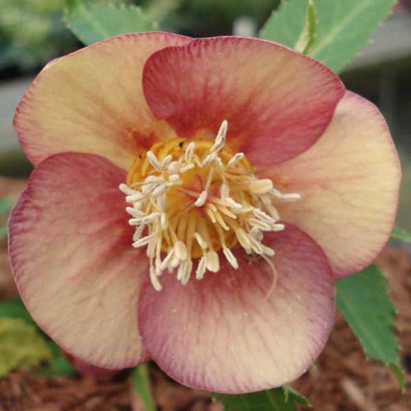 Helleborus Special Pink - Elleboro (Fioritura)