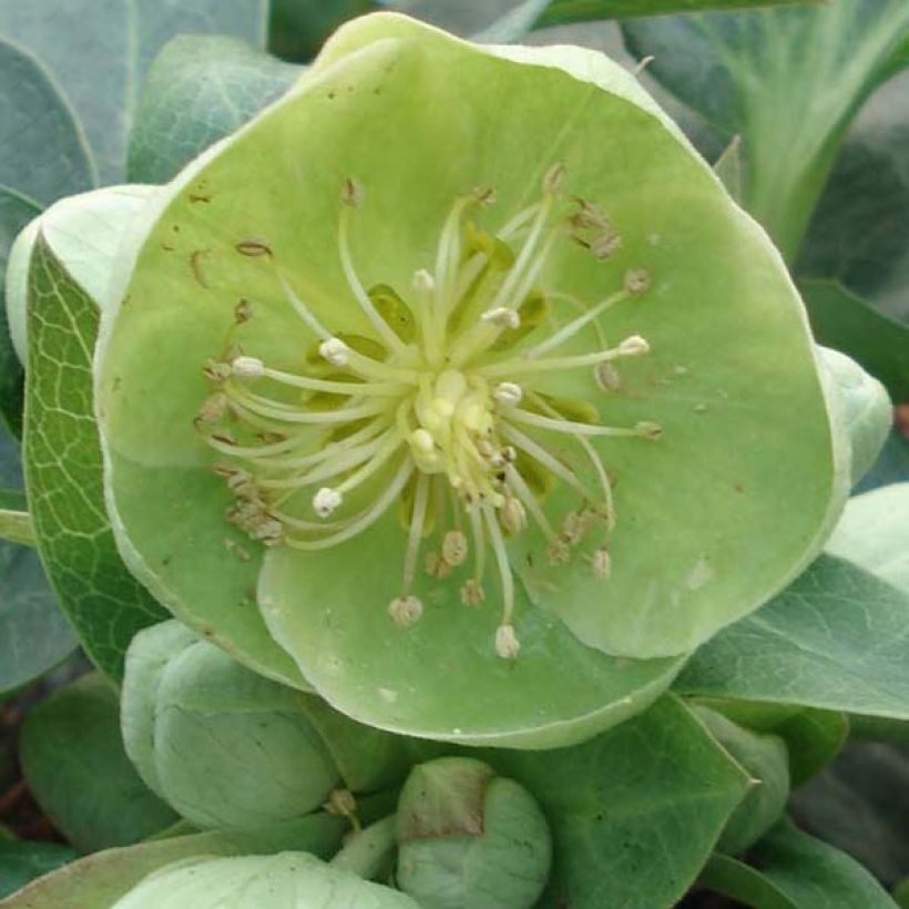 Helleborus sternii Remi - Elleboro (Fioritura)