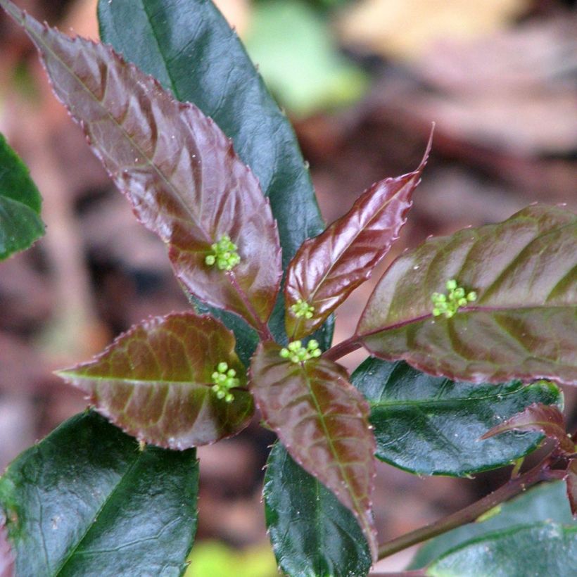 Helwingia chinensis (Fioritura)