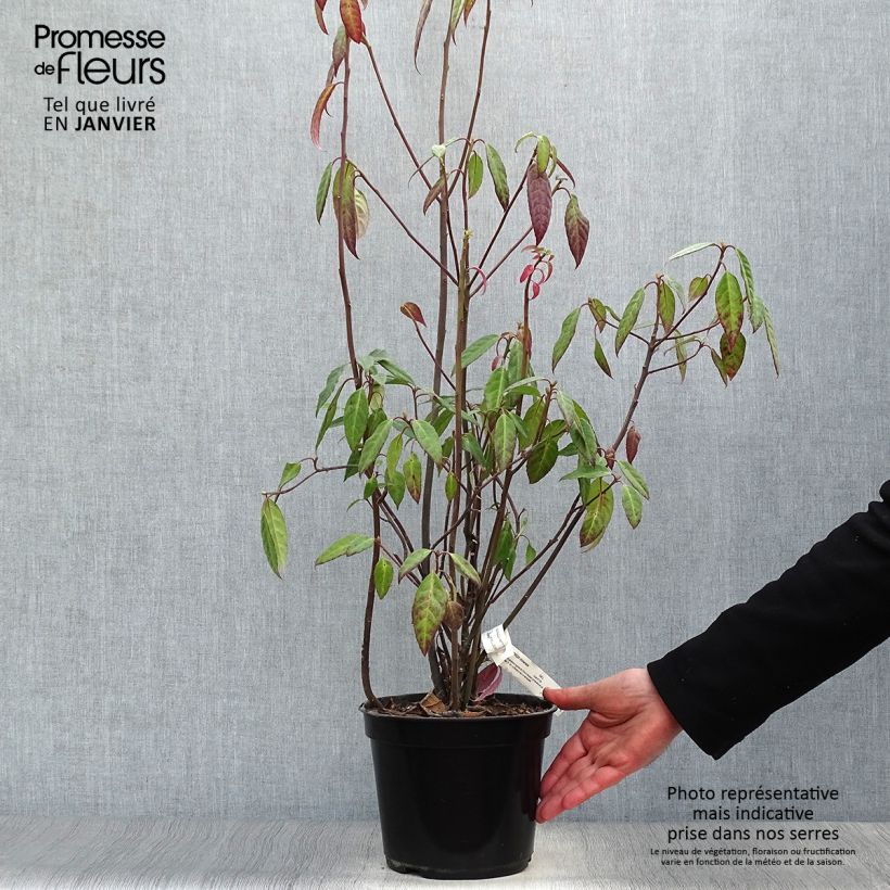 Helwingia chinensis - Helwingie de Chine Pot de 2L/3L esemplare consegnato in inverno