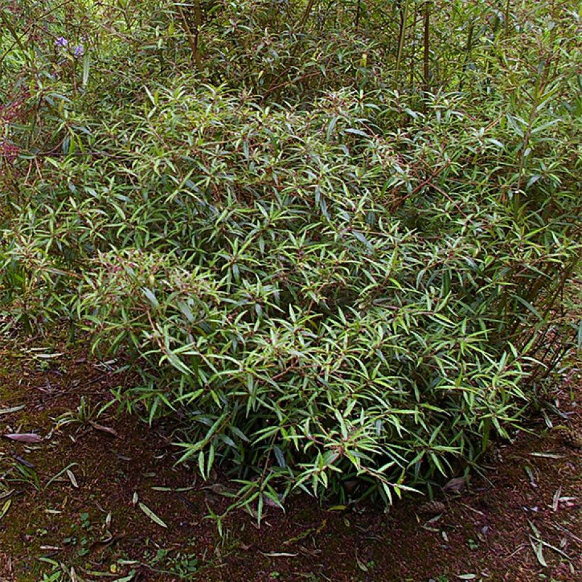 Helwingia chinensis Narrow Leaves - Elleboro (Porto)