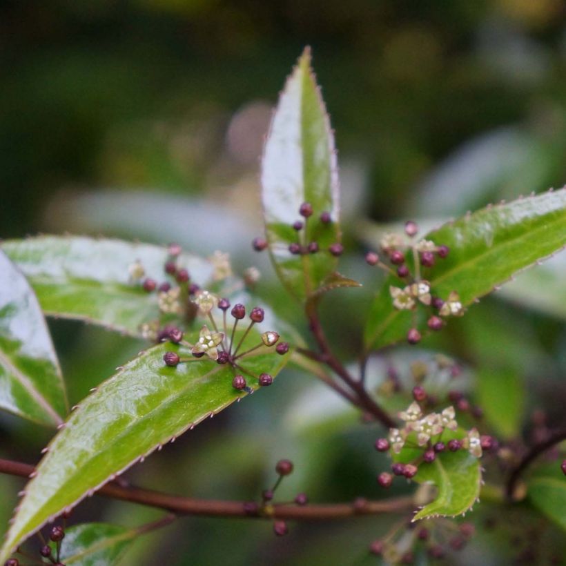 Helwingia himalaica (Fioritura)