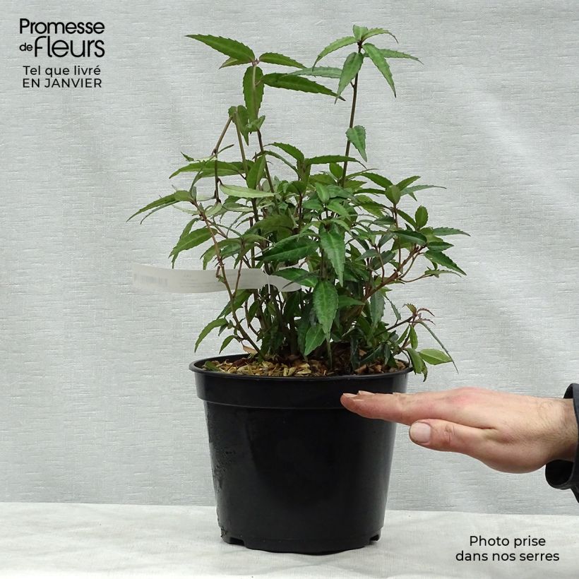 Helwingia himalaica - Helwingie de l'Himalaya Pot de 3L/4L esemplare consegnato in inverno