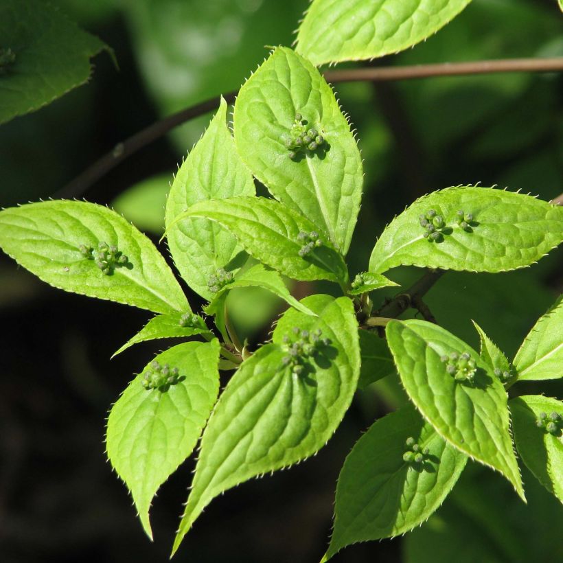 Helwingia japonica (Fogliame)