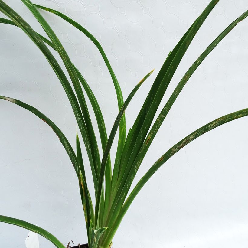 Hemerocallis Alaqua - Emerocallide (Fogliame)