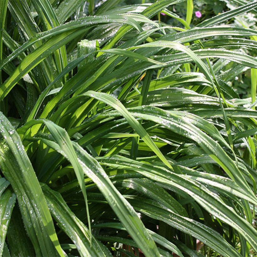 Hemerocallis By Myself - Emerocallide (Fogliame)