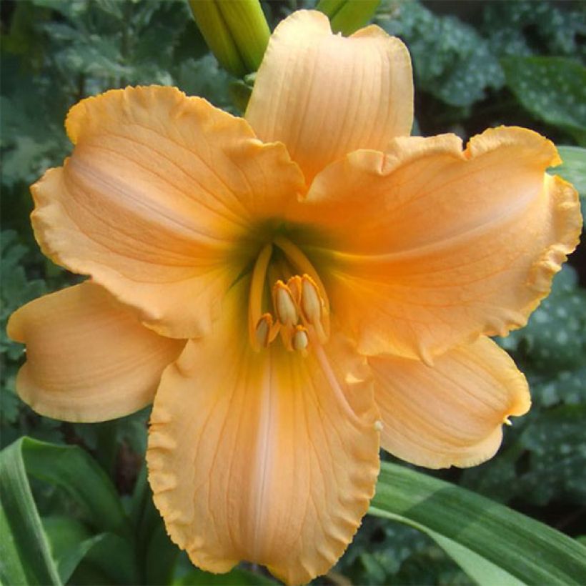 Hemerocallis By Myself - Emerocallide (Fioritura)