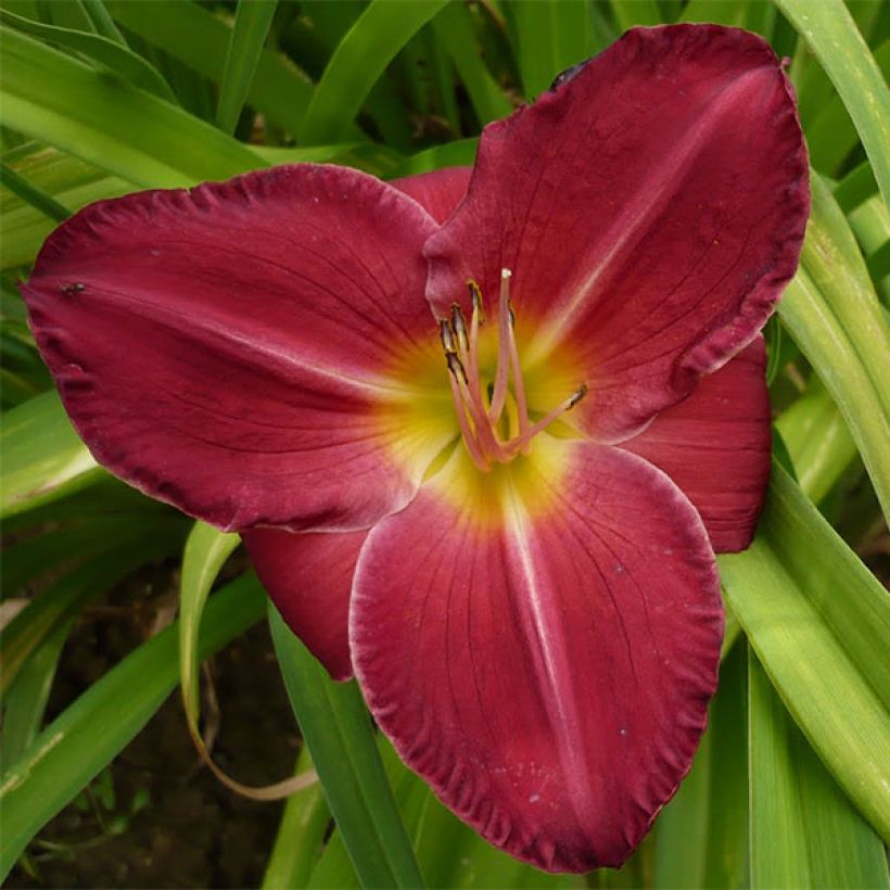 Hemerocallis Charles Johnson - Emerocallide (Fioritura)