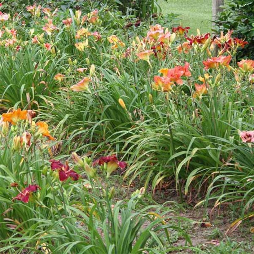 Hemerocallis Charles Johnson - Emerocallide (Porto)