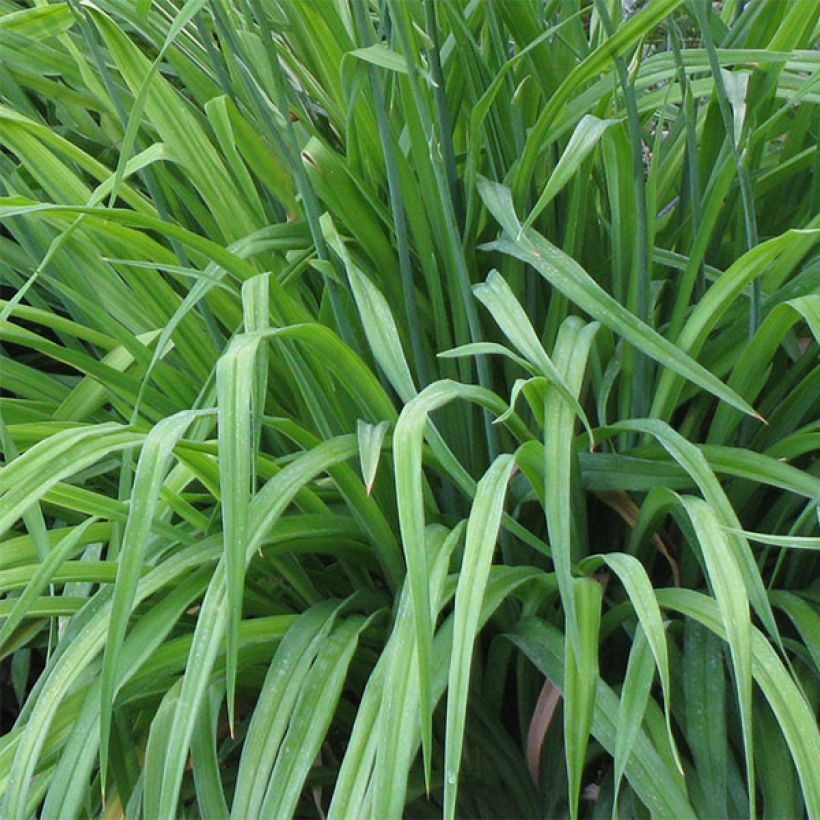 Hemerocallis Chicago Knobby - Emerocallide (Fogliame)