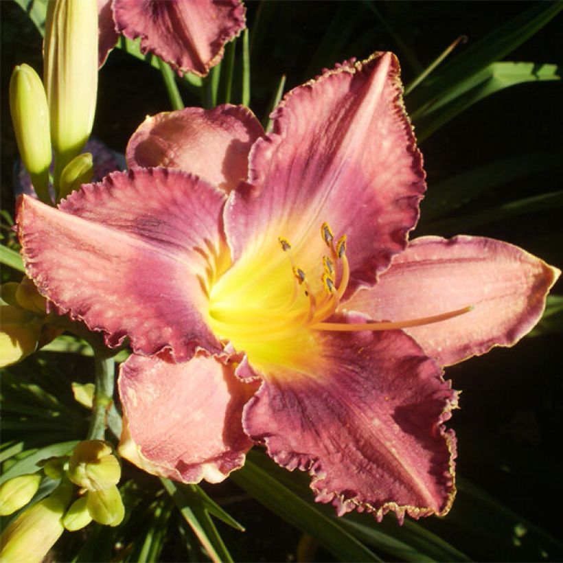 Hemerocallis Chicago Knobby - Emerocallide (Fioritura)