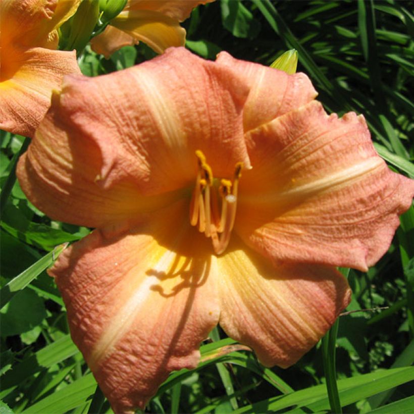 Hemerocallis Children's Festival - Emerocallide (Fioritura)