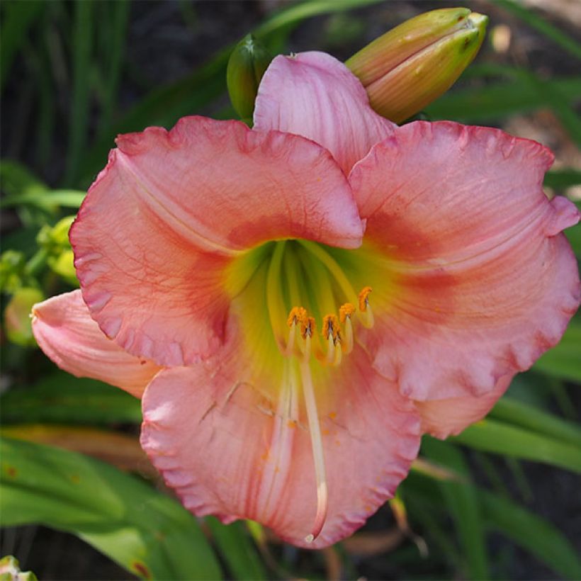 Hemerocallis Chorus Line - Emerocallide (Fioritura)