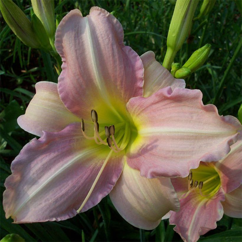 Hemerocallis Chosen Love - Emerocallide (Fioritura)