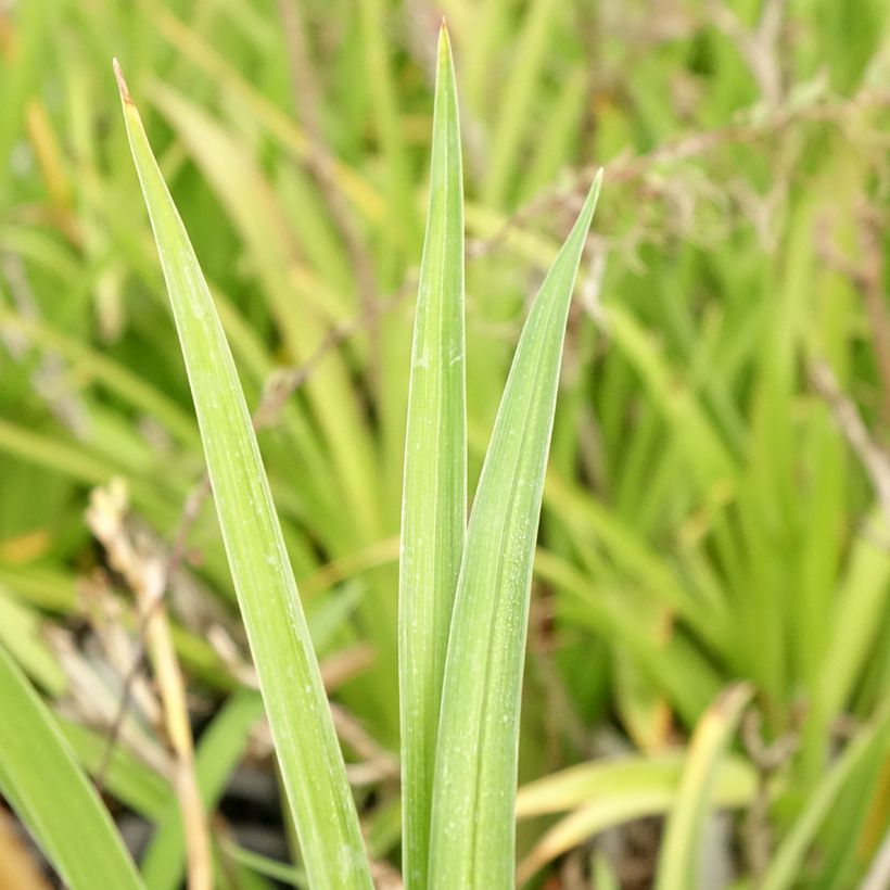 Hemerocallis Condilla - Emerocallide (Fogliame)