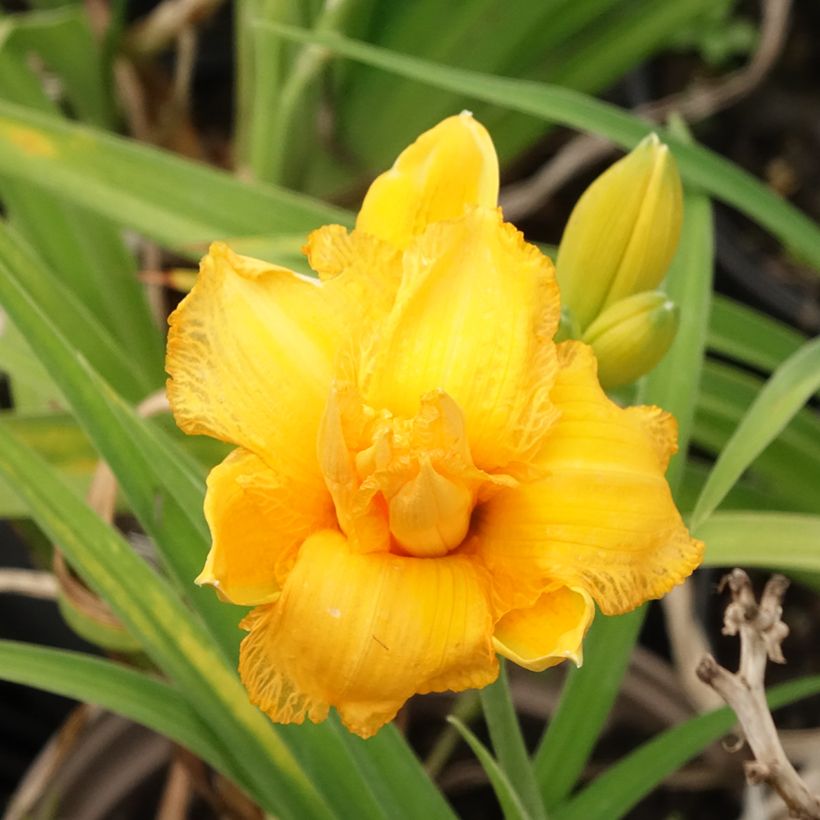 Hemerocallis Condilla - Emerocallide (Fioritura)