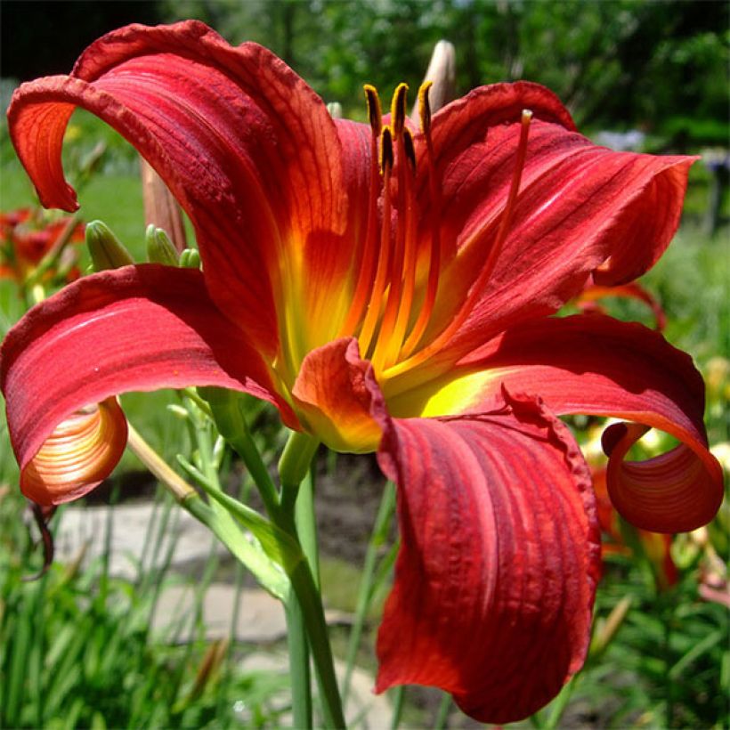 Hemerocallis Crimson Glory - Emerocallide (Fioritura)