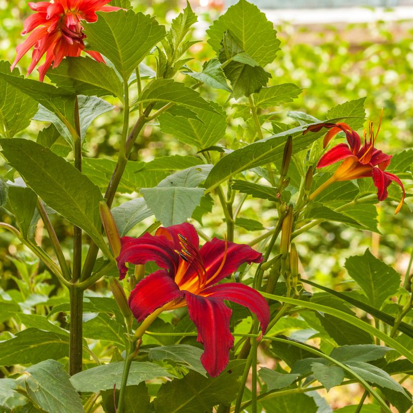 Hemerocallis Crimson Pirate - Emerocallide (Porto)