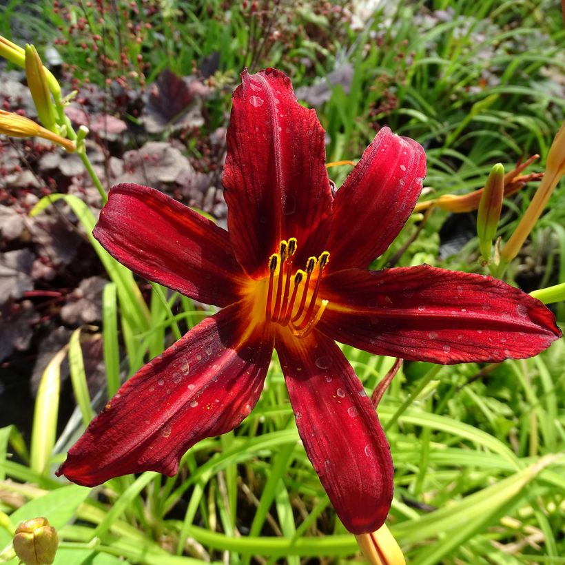 Hemerocallis Crimson Pirate - Emerocallide (Fioritura)