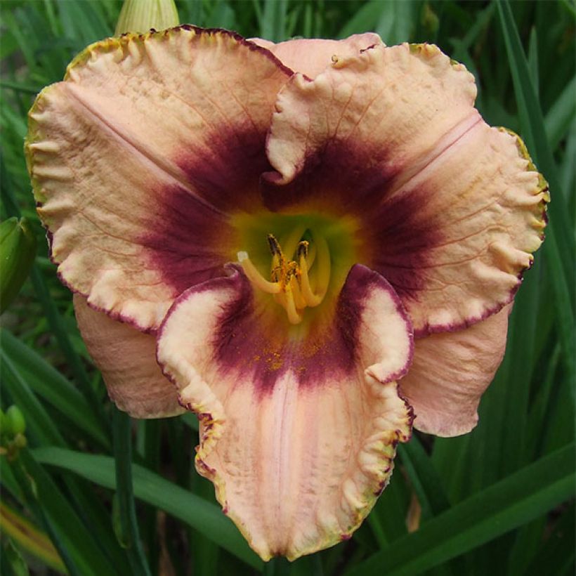 Hemerocallis Daring Dilemma - Emerocallide (Fioritura)