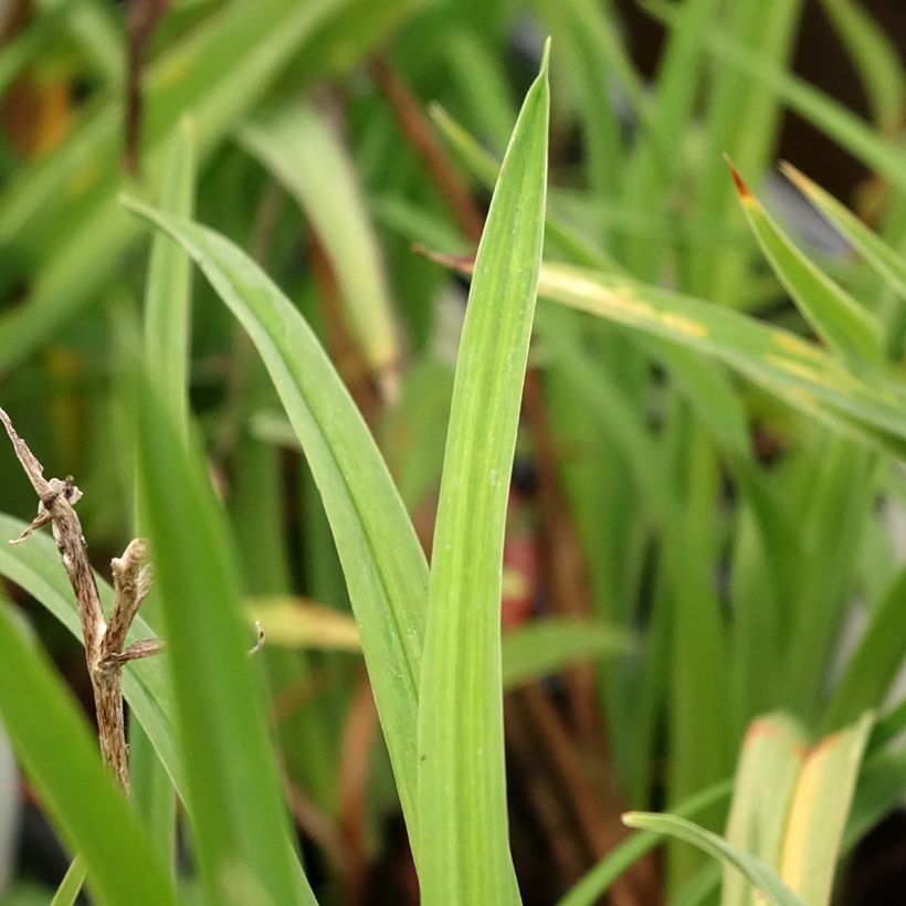 Hemerocallis Double Dream - Emerocallide (Fogliame)