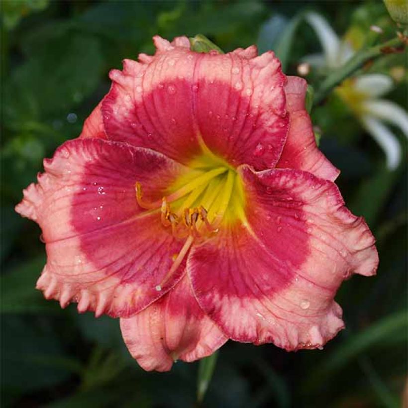 Hemerocallis Dragons Eye - Emerocallide (Fioritura)