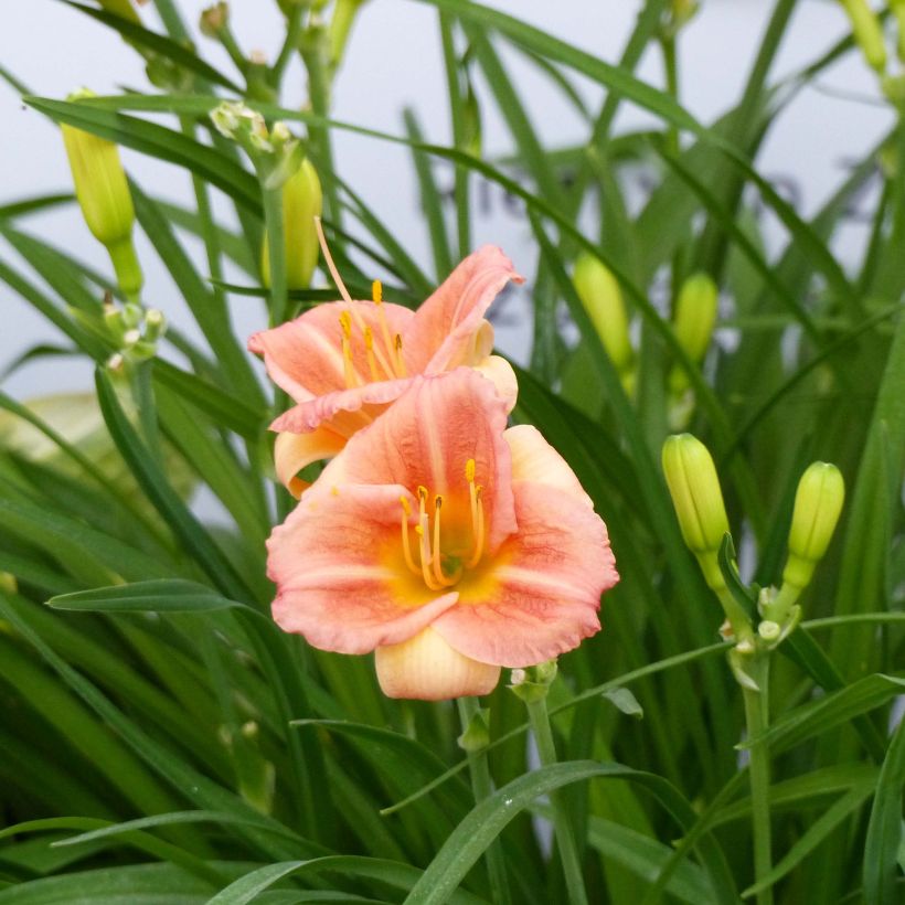 Hemerocallis Everydaylily Cerise - Emerocallide (Fioritura)