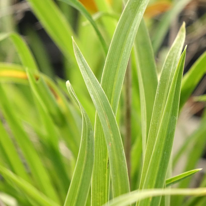 Hemerocallis Everydaylily Punch Yellow - Emerocallide (Fogliame)