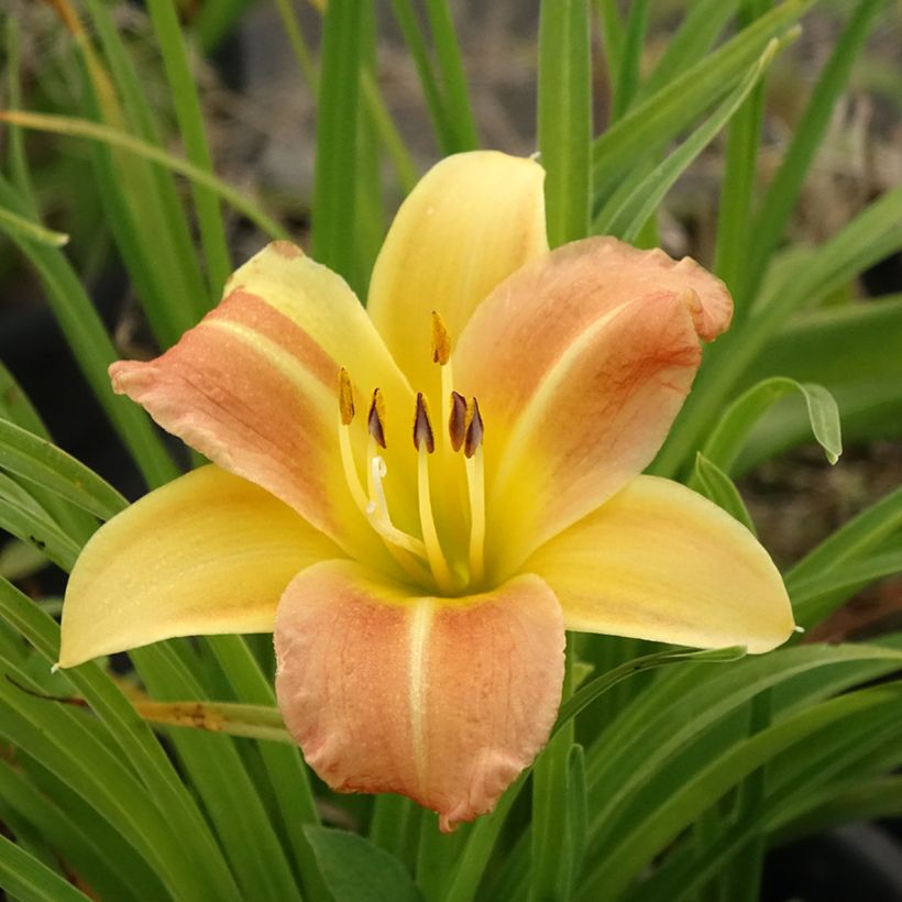 Hemerocallis Everydaylily Punch Yellow - Emerocallide (Fioritura)